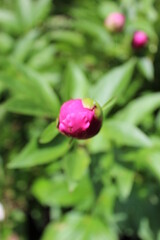 Unopened pennionies bloom in early spring