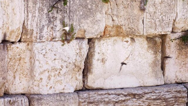 The wailing Wall (kotel,Western) With Swifts Birds Flying 