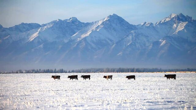A herd of cows follow each other along a snowy field into the village against the backdrop of the mountain snow peaks of the East Sayan. Beautiful foothill valley at winter evening. Christmas travel