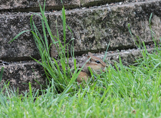 Chipmunk Standing in Grass