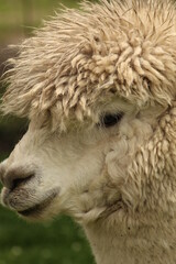 Cute Alpaca face with hairy wool head
