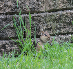 Chipmunk in Grass Standing with Cheeks Puffed
