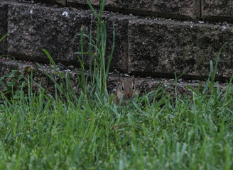 Chipmunk in the Grass with Puffed Cheeks from Eating