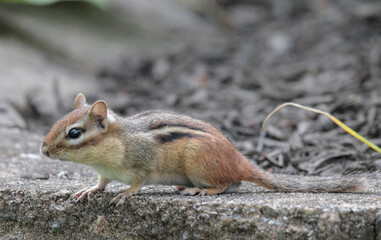 Chipmunk on Bricks