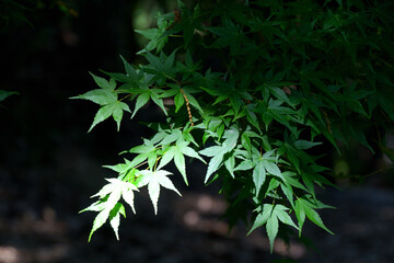 木漏れ日を浴びて緑色の葉っぱが輝くカエデ