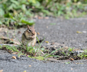 Chipmunk on Concrete Standing