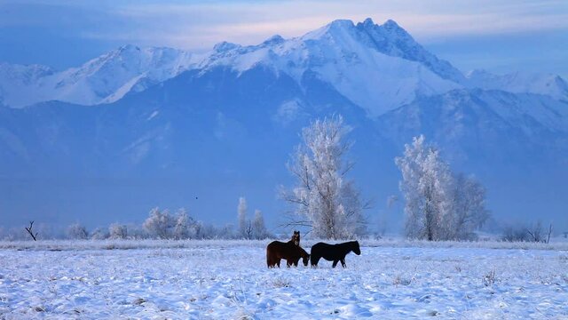 Beautiful foothill valley on a winter evening at sunset. Two horses and a foal are walking along a snowy field against the backdrop of the Eastern Sayan mountains and frosty white trees