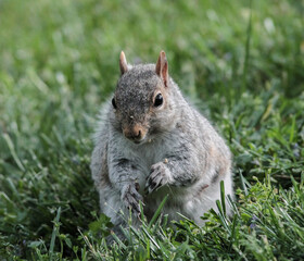 Eastern Gray Squirrel in the Grass with Puffed Cheeks