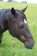Brownish black horse face with white star