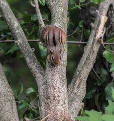A Chipmunk Hanging onto A Tree Branch