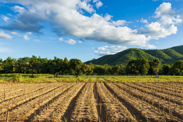 Agricultural field with mountain forest in beautiful clouds blue sky in sunny day..