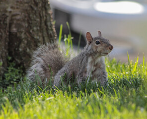 An Alert Eastern Gray Squirrel
