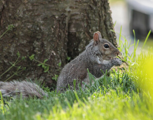Eastern Gray Squirrel in the Grass on a Sunny Day Eating