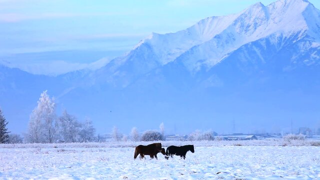 Beautiful winter landscape with horses on a snowy meadow on the Tunka foothill valley at the background of snow-capped Eastern Sayan Mountains. Christmas travel
