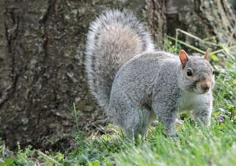 An Eastern Gray Squirrel on All Fours