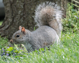 Eastern Gray Squirrel In Grass with Tail Up