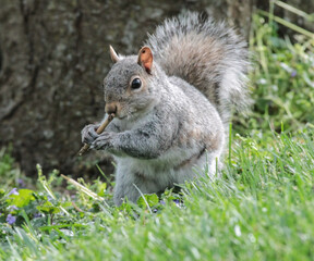 An Eastern Gray Squirrel with a Stick in its Hand