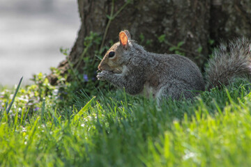 Eastern Gray Squirrel in Grass Eating on a Sunny Day