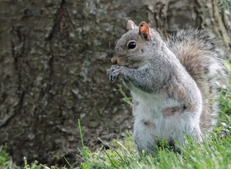 Naklejka na ściany i meble Eastern Gray Squirrel Standing in Front of Tree with Hands Near Face