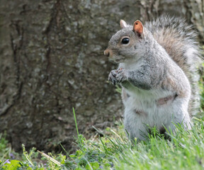 Naklejka na ściany i meble Eastern Gray Squirrel Standing in Front of Tree