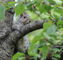 Eastern Gray Squirrel Leaning Against Tree Branch
