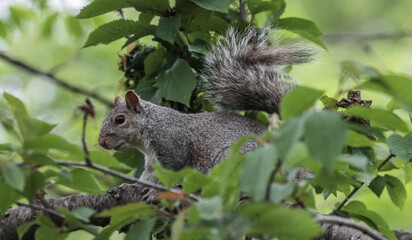 Eastern Gray Squirrel Walking Across Tree Branch © Kayla