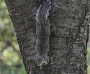 Eastern Gray Squirrel Crawling Down Tree Stump