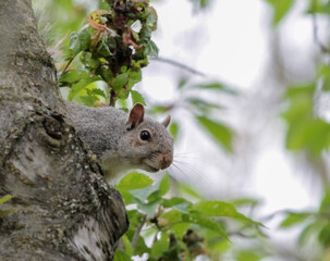 Naklejka na ściany i meble Eastern Gray Squirrel Poking Head Out From Side of Tree Branch