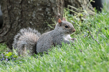 Naklejka na ściany i meble Eastern Gray Squirrel in the Grass