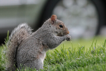Eastern Gray Squirrel Standing Up and Eating Nuts