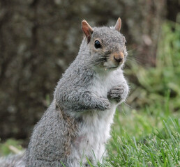 Eastern Gray Squirrel Standing in the Grass