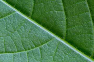 Back of green leaf texture macro close up