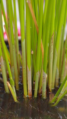Growth of papyrus in water