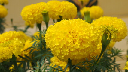 Large marigold Golden yellow in the garden