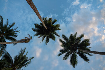 Looking up into a palm tree on a blue sunny day on a tropical beach	
