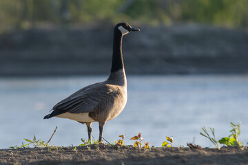 Canada goose on the banks of the Missouri river at sunset.  Close up of Branta canadensis in the wild standing on the sand looking frame right.  Migratory bird standing on ground.