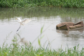 Meio ambiente gaivota rio sofá