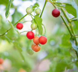 Red raw and ripe fruits of Solanum Trilobatum Linn  in the organic herb garden. Ma-Waeng-Krua Thai herb.