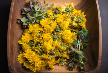 Top down view of dandelions and ground ivy in a modern wood bowl.  Freshly foraged ingredients...