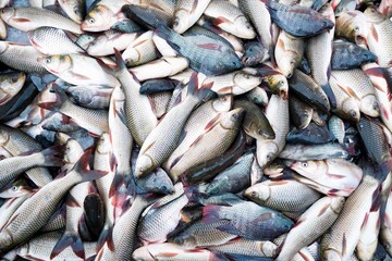 Group of fresh fish in market. (Seven stripped carp and Nile Tilapia)