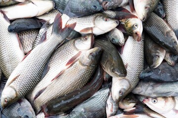 Group of fresh fish in fish market. (Seven stripped carp and Nile Tilapia)