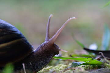 Close up of a Giant Snail which is an invasive pest species in Samoa 