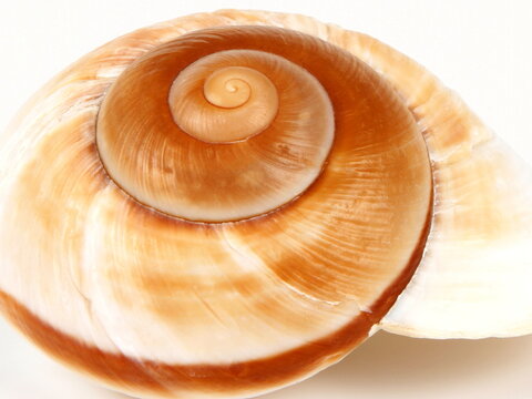 shell with close-up shot.