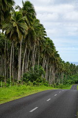 The open road surrounded by lush green palm trees in Samoa