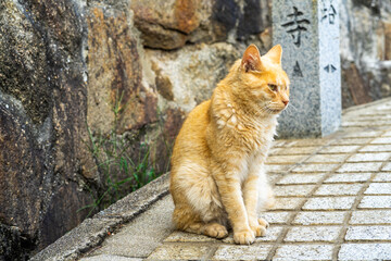 Temple Cat