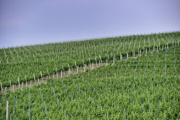 Fototapeta na wymiar Langhe vineyard hills in Piedmont Italy at spring time circa May 2018