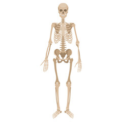 Human skeleton in front. Vector illustration in flat style isolated on white background