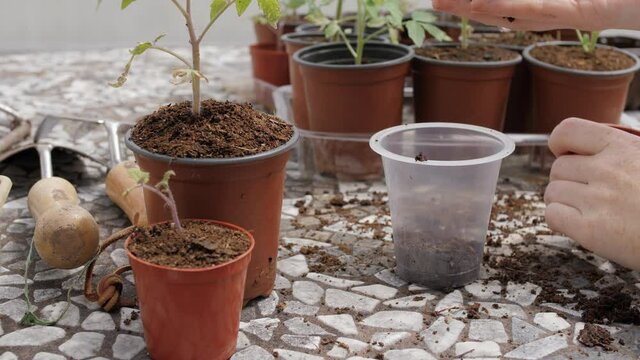 Organic tomato plant seedling repotted into reused pot. Urban garden. Close up