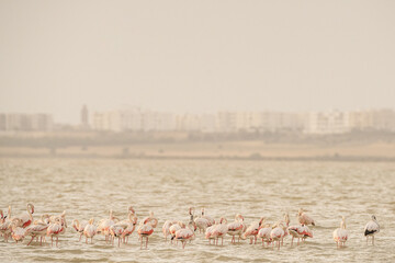 Group of Flamingo in Tunisia
