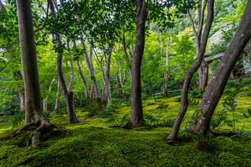 Trees in the moss temple